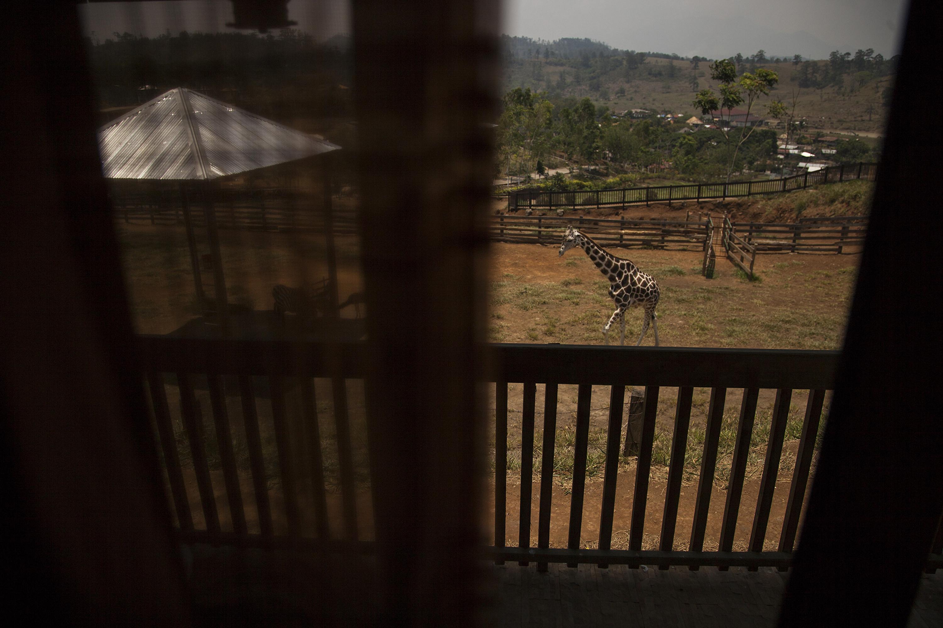 Big Boy, Rivera Maradiaga’s favorite animal, the one he used to watch from this window in Cabin #18. Photo by Víctor Peña, El Faro.