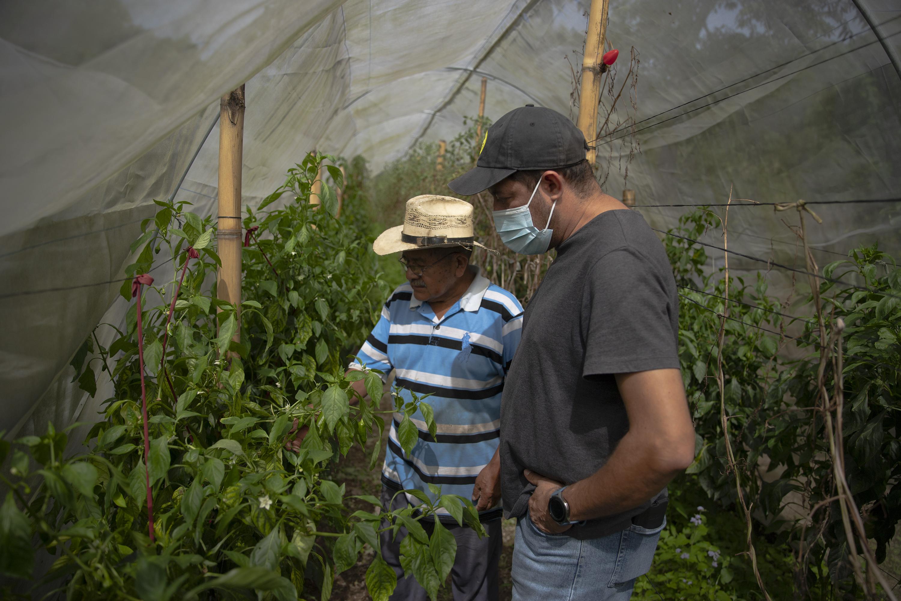 Mario González muestra al alcalde Ronal Ortiz un cultivo de chiles en el cantón El Triunfo, uno de los puntos más violentos de Perulapía. Foto de El Faro: Carlos Barrera