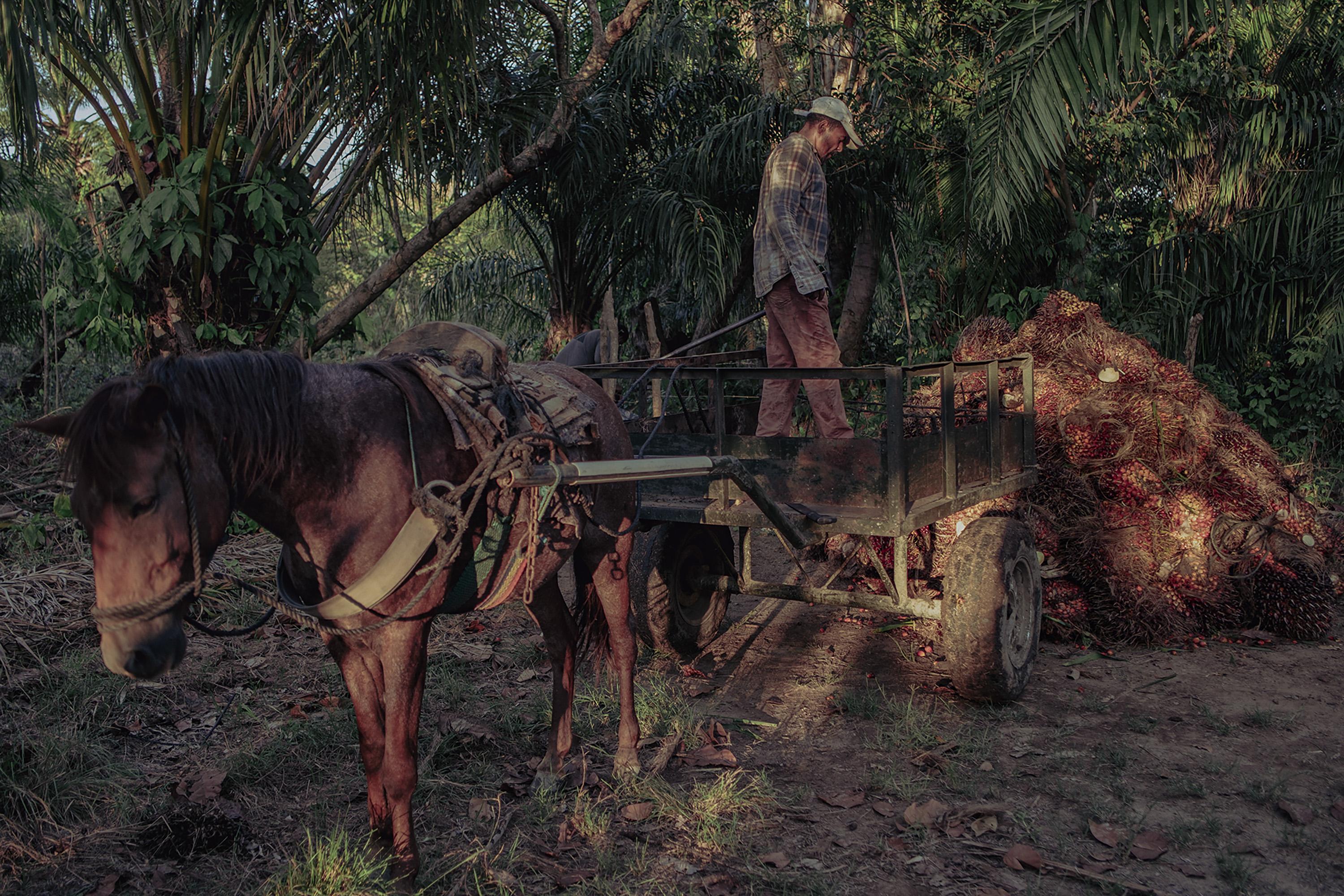 Santos Yanes oversees harvests on an African palm plantation. He dislikes his job — not because of the physical strain, but because he is keenly aware that palm crops leave the land infertile. “I have a family to feed,” he says. “I lost everything in last year’s hurricanes, so I have no choice but to serve the plantation owners. I have to take care of my children.”