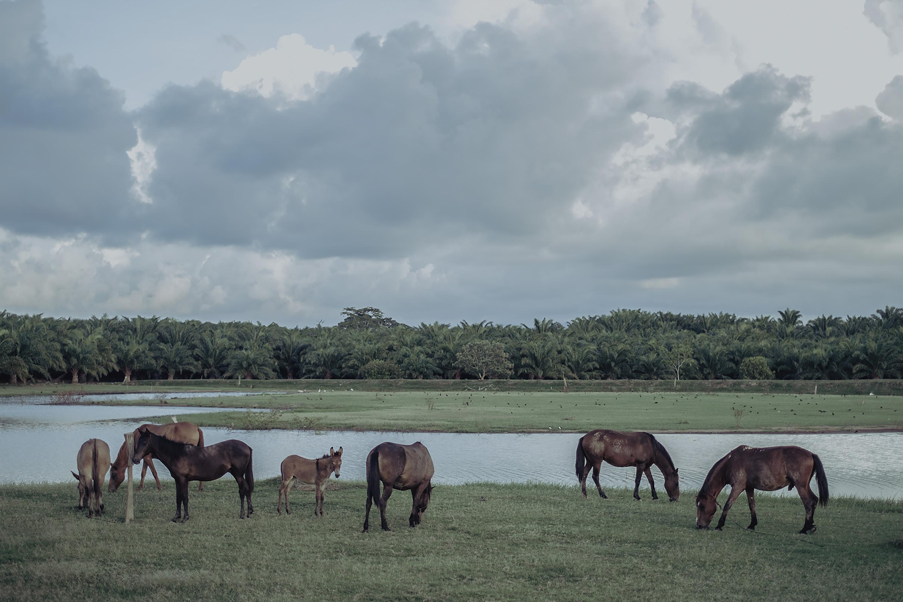 According to the Land Defense Committee, Atlántida palm company plantations span more than 270 acres surrounding Nueva Armenia, some of them on Garifuna land. The leaders of the committee say that the voracious palm crops leave the soil barren.