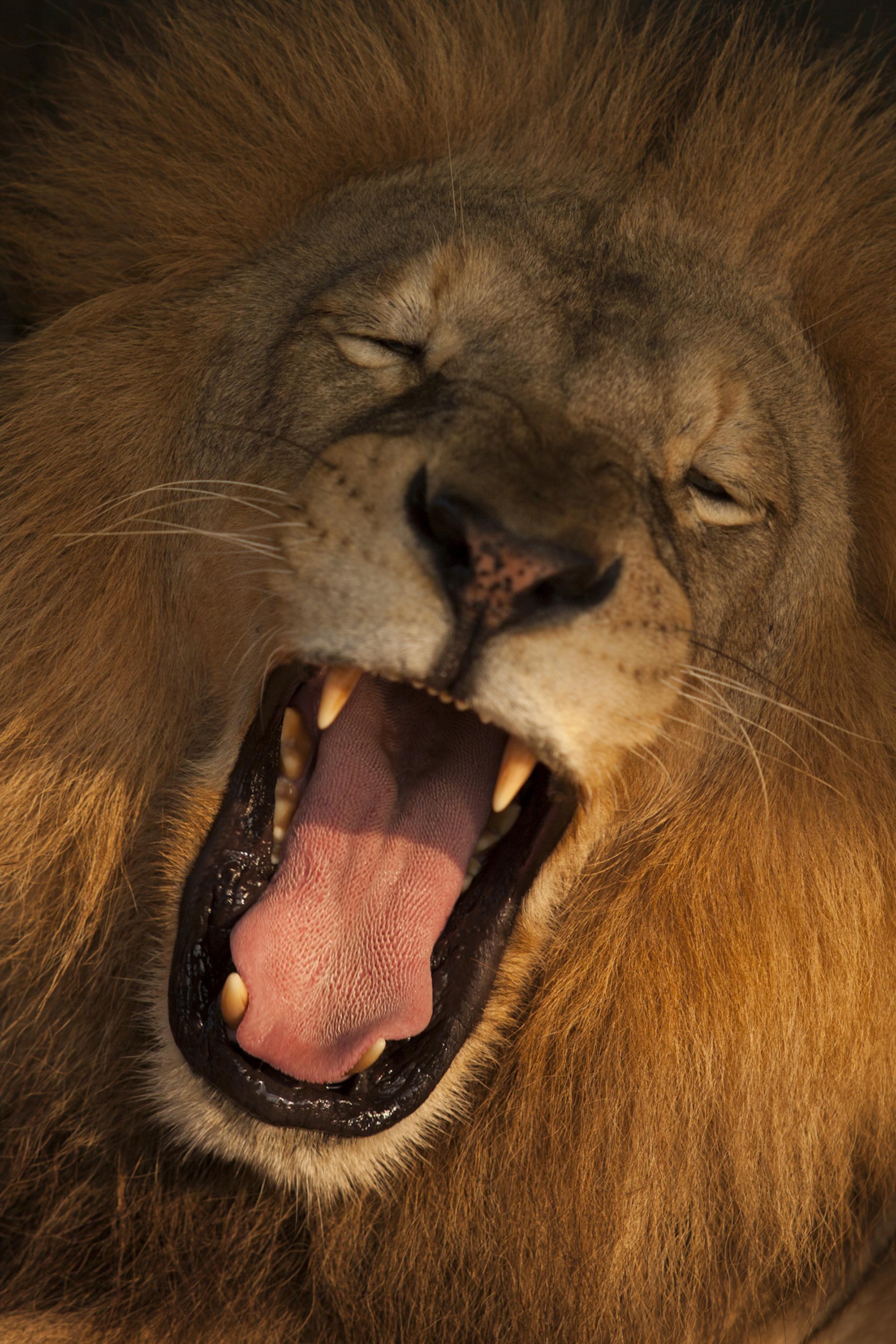 Lions are among the more than 50 felines inhabiting the Joya Grande zoo. The zoo was born out of a loan by businessman and millionaire Jaime Rosenthal’s Banco Continental to Los Cachiros. Rosenthal is also accused in the United States for money laundering. Photo by Víctor Peña, El Faro