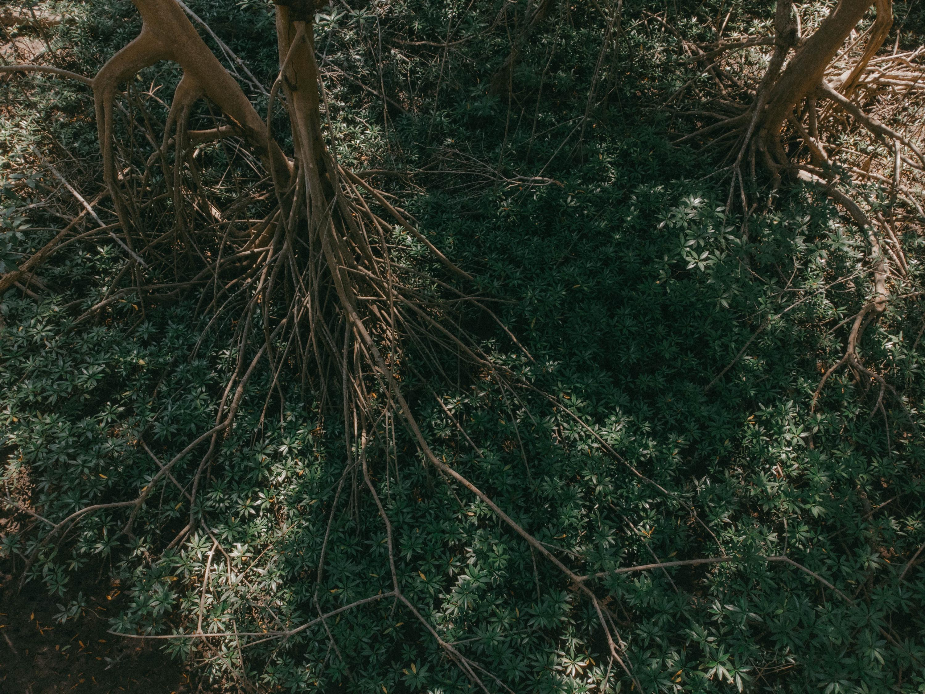 Desde las alturas de los árboles de mangle rojo espigado se desprende una candelilla que al caer en el lodo y con el tiempo agranda sus raíces y da vida a nuevos árboles. Este es un proceso natural con el que los manglares se recuperan por sí solos, pero según en MARN debido los efectos del cambio climático cada vez es más difícil que los ecosistemas de manglar se recuperen. Cerca de La Tirana es cada vez más extraño encontrar imágenes como esta. 