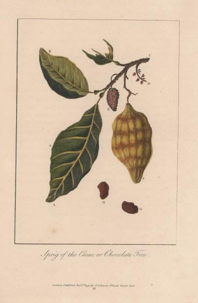 Rama de cacao. John Gabriel Stedman, Narrative, of a five years” expedition ; against the revolted negroes of Surinam in Guiana, on the wild coast of South America ; from the year 1772, to 1777, Vol. 2, (London: 1796). Imágen cortesía de la John Carter Brown Library en Brown University.