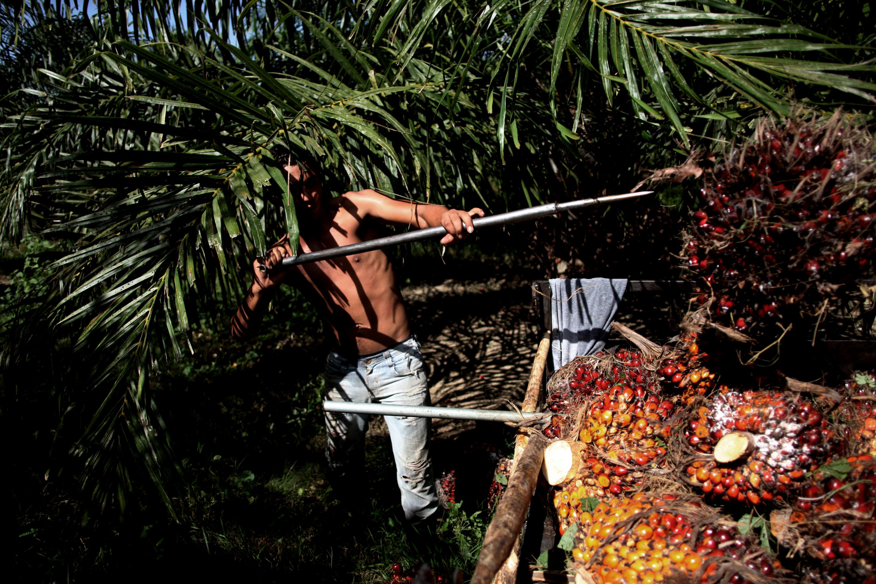 El fruto de la palma africana produce millones en ganancias. Es uno de los diez productos de mayor exportación en Honduras. Al procesarlo es convertido en aceite vegetal para la industria de frituras, jabones y combustibles, entre otros. Foto de Manu Brabo tomada en el campamento del Movimiento Unificado de Campesinos del Aguán (MUCA). Agosto de 2011. 