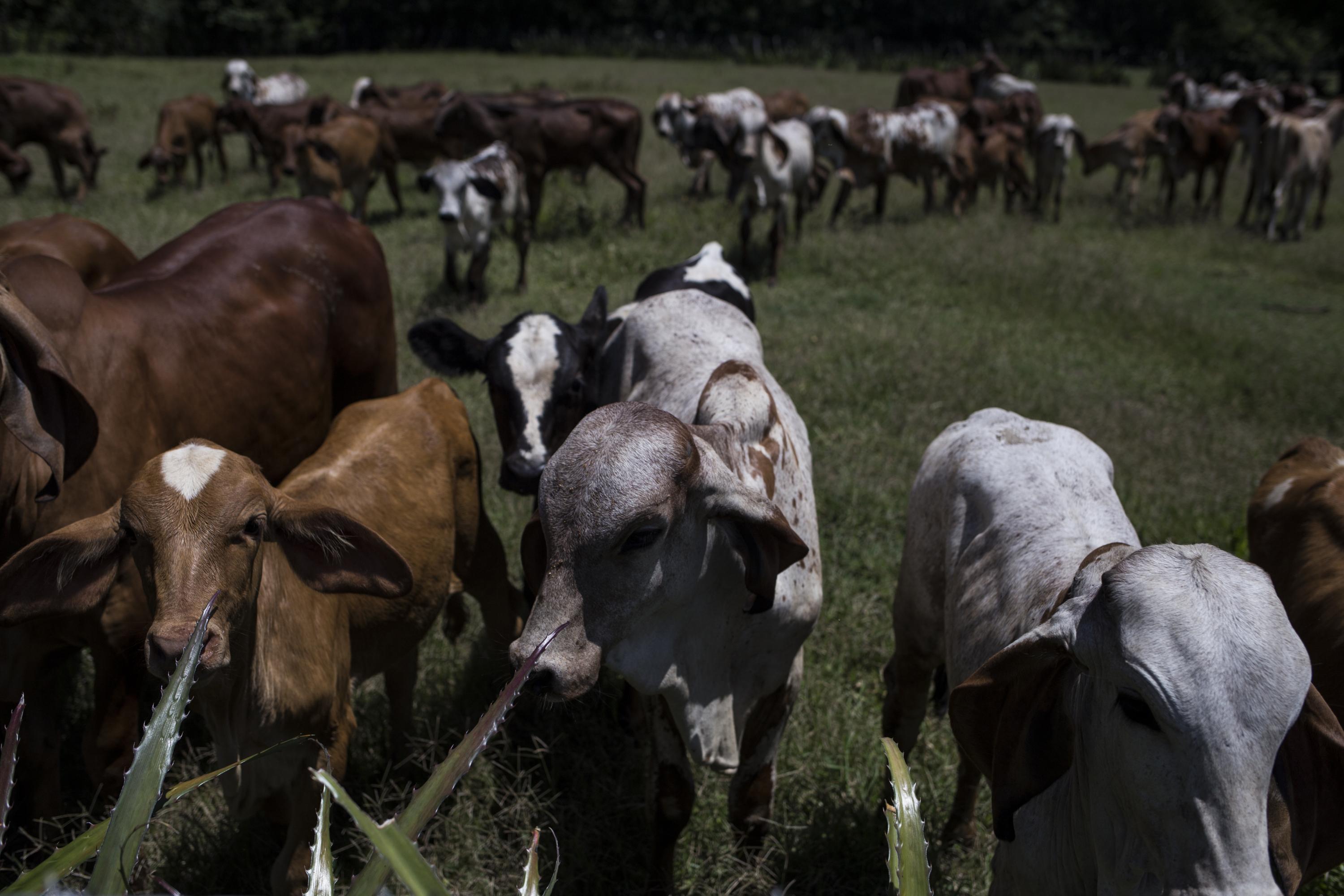 Parte del ganado de la cooperativa APANC en Nueva Concepción,departamento de Chalatenango. Estos ganadoreos proveen leche al interactuando de manera directa con las escuelas. Su producto, a diferencia del programa Vaso de Leche, tiene una corta duración: entre 7 y 8 días si es refrigerado.  Foto: Víctor Peña.