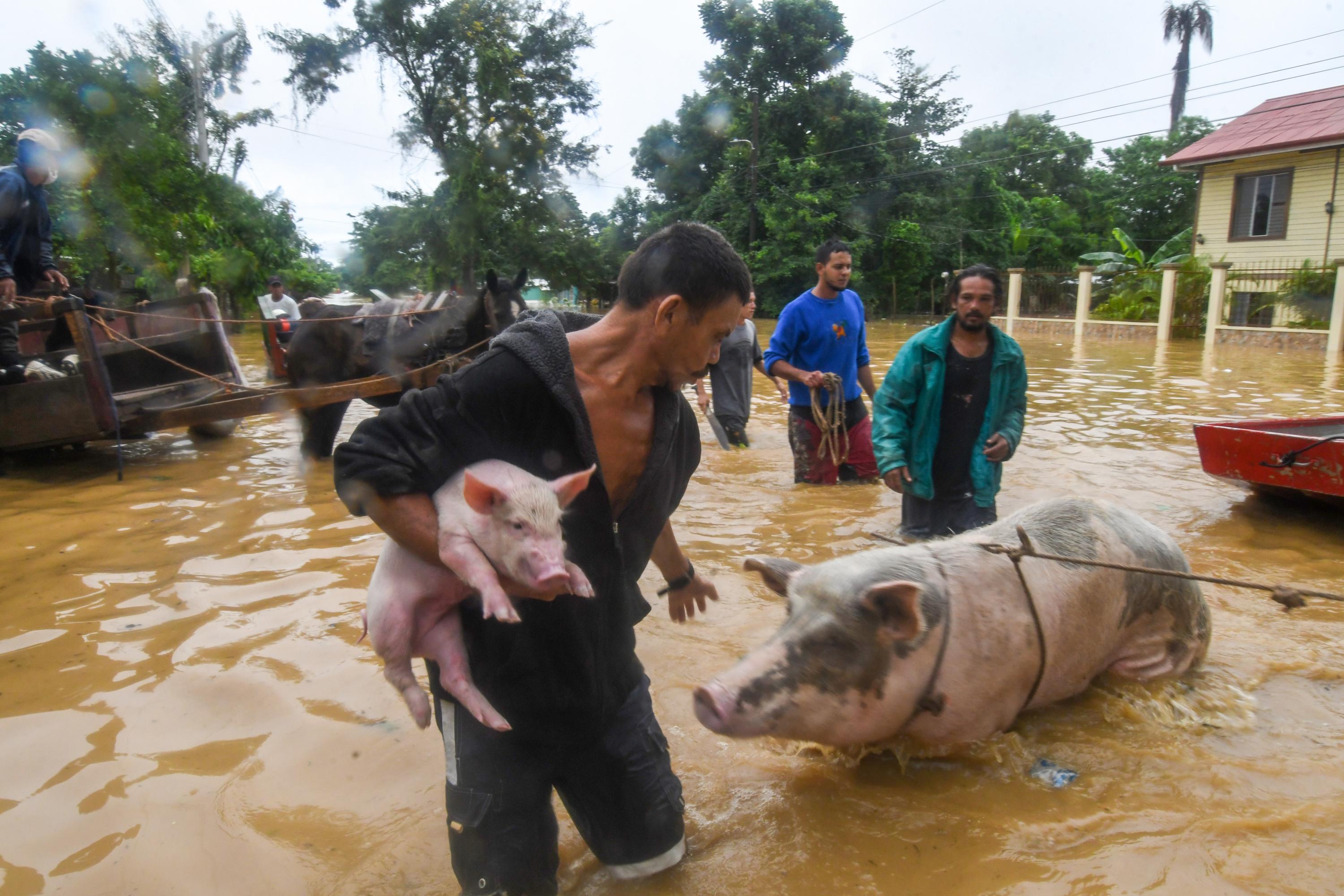 Un hombre rescata a sus cerdos tras el desborde del río Ulúa en el municipio de El Progreso, departamento de Yoro, Honduras. Foto de Orlando Sierra / AFP