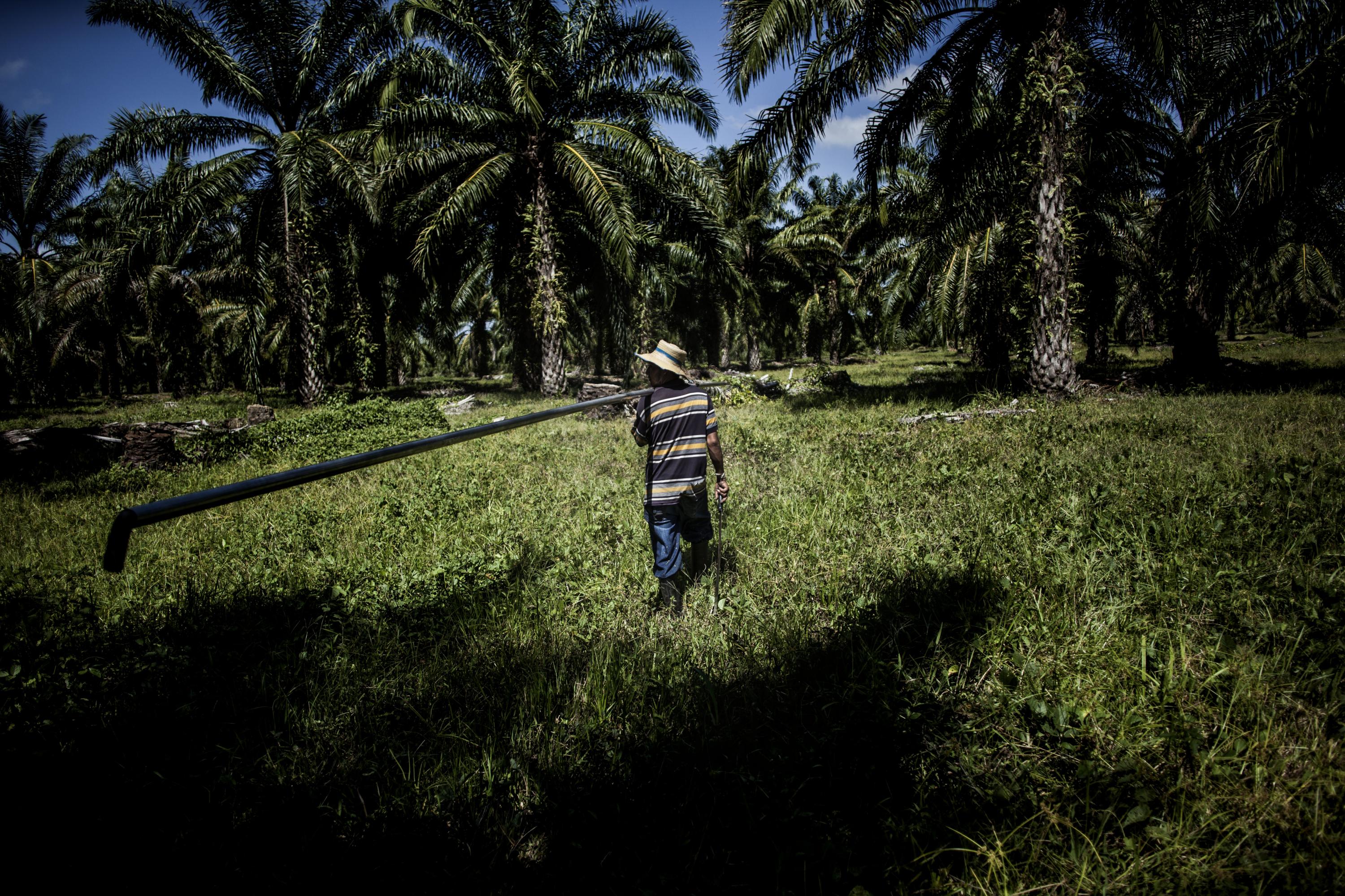 En los municipios de Tocoa y Trujillo, Honduras, las plantaciones de palma africana se convierten en un laberinto inexpugnable dentro del cual se libran batallas entre campesinos y guardias armados de los terratenientes. Foto de Manu Brabo tomada en el campamento del Movimiento Unificado de Campesinos del Aguán (MUCA). Agosto de 2011.