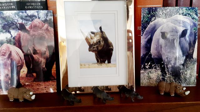 En el antiguo despacho de Luis Martínez, sobreviven 38 rinocerontes que puso en su oficina por consejo de su libro guía: 