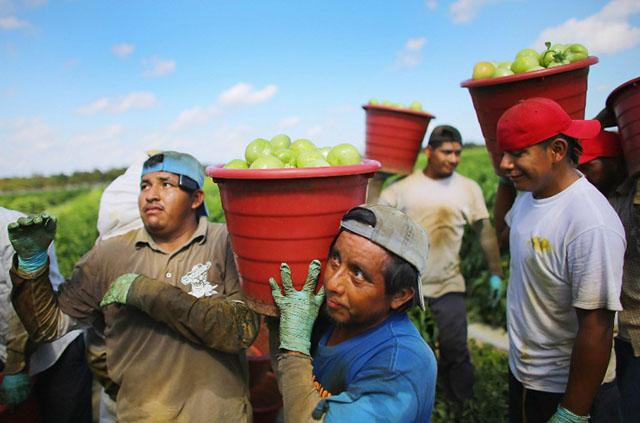 Migrantes cargan cubetas con tomates en una plantación en Florida. Foto AFP/Joe Raedle