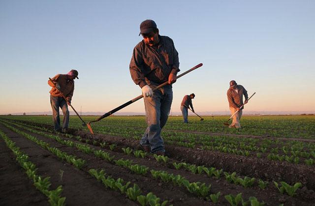 Migrantes trabajan en una plantación en Holtville, California. Foto AFP/ John Moore