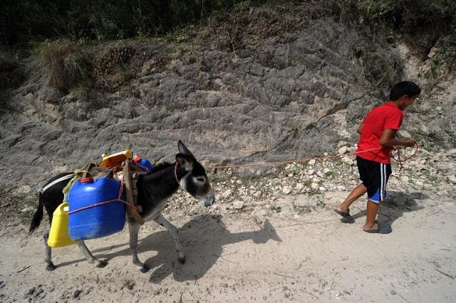 Un niño del municipio hondureño de Texiguat carga agua en un burro, en la que está siendo una de las estaciones lluviosas con menos precipitaciones que se recuerdan en el vecino país. Foto Orlando Sierra (AFP)
