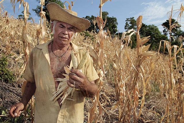 José Patricio Machado perdió una manzana de maíz. Volverá a resembrar, pero ajonjolí. No quiere pasar dos veces por el mismo infortunio. Foto Tomás Andréu