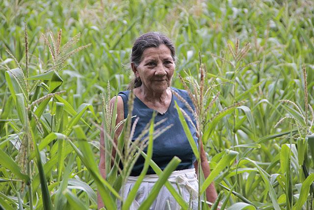 Juana Francisca Leiva Ortiz de 67 años de edad perdió media manzana de maíz. Los paquetes agrícolas que brinda el Gobierno de Salvador Sánchez Cerén pasan lejos de su casa, afirmó. 