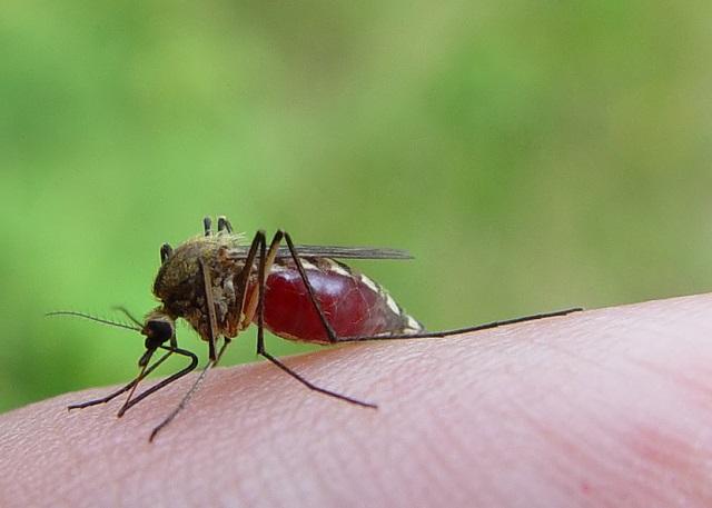 Al igual que sucede con el dengue, el aedes aegypti transmite el virus del chincungunya. Foto Matti Parkkonen.