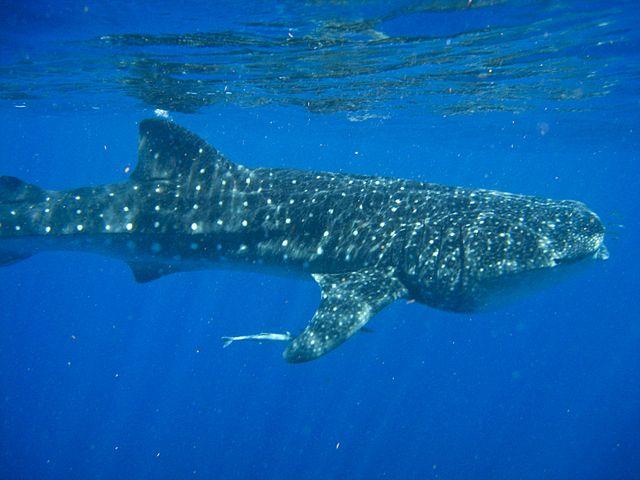El tiburón ballena es el más grande de los peces (las ballenas son mamíferos); un ejemplar adulto ronda los 12 metros de longitud. Foto El Faro.