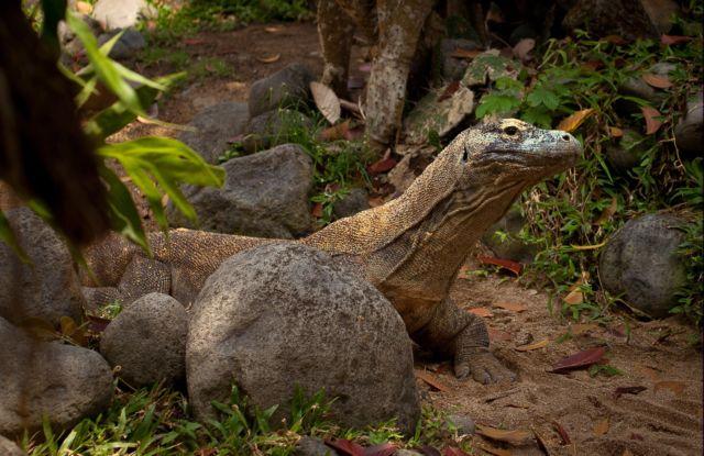 Un dragón de Komodo (Varanus komodoensis), el largarto más grande del mundo, que puede medir hasta tres metros de longitud. Foto morgueFile.com﻿" /></div> <figcaption class=