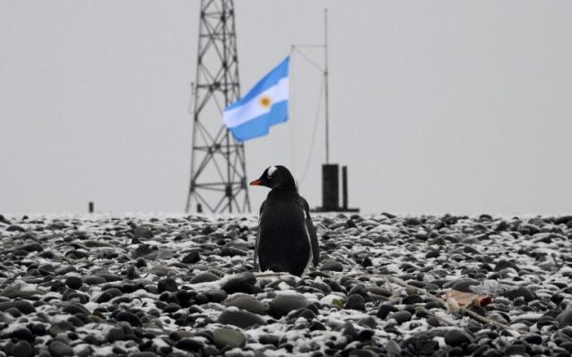 Un pingüino se deja fotografiar junto a la base argentina situada en Isla Media Luna del archipiélago Shetland del Sur, en la Antártida. Foto Vanderlei Almeida (AFP).