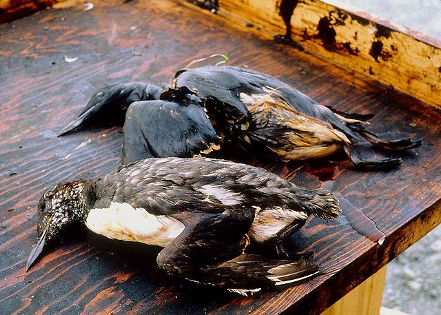 Imagen de archivo de los pájaros muertos por la marea negra que provocó el Exxon-Valdez en  1989. Foto cortesía Exxon Valdez Oil Spill Trustee Council.