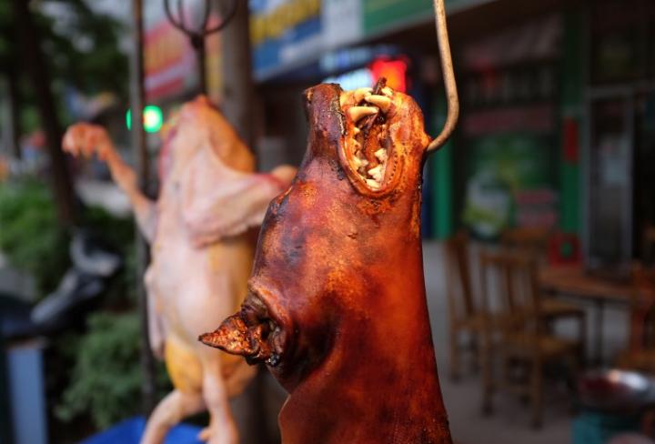 Peluquero Gárgaras parrilla Efecto búmeran de las campañas contra el Festival de la Carne de Perro de  Yulin