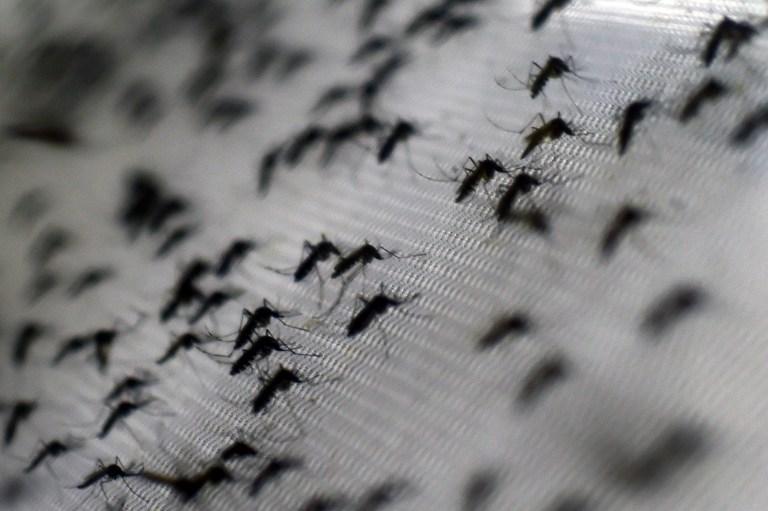 Al igual que sucede con el dengue y la chikunguña, el principal vector de transmisión del virus zika es el mosquito Aedes aegypti. Foto Christophe Simon (AFP).