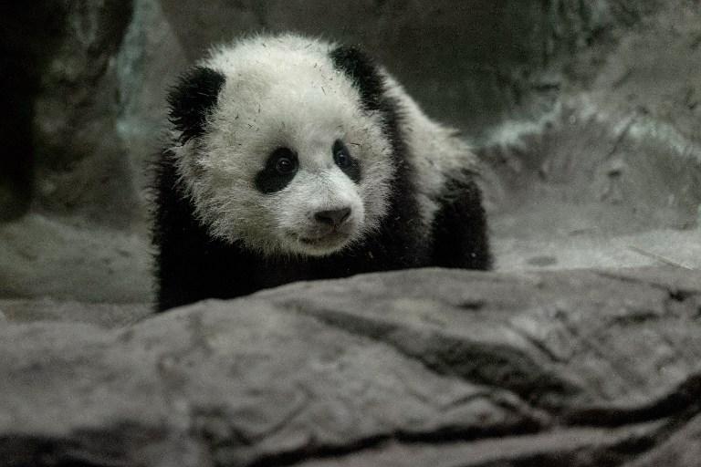 Bao Bao es un osezno panda nacido en cautividad, en el Smithsonian National Zoological Park, en Washington. Foto Chip Somodevilla (AFP).