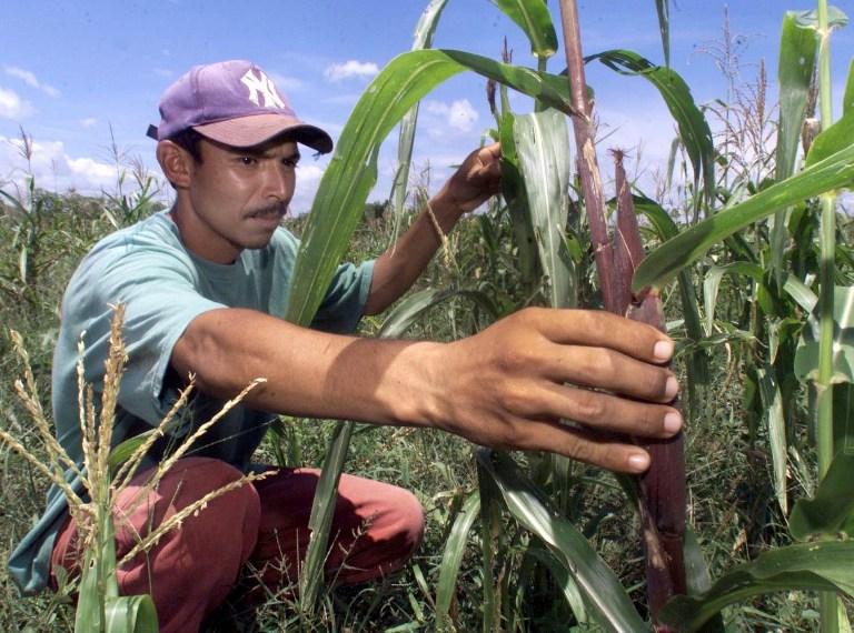 Un agricultor nicaragüense examina el maíz que se quedó 